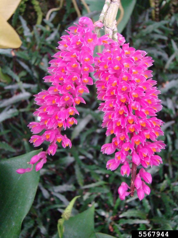 Dendrobium secundum