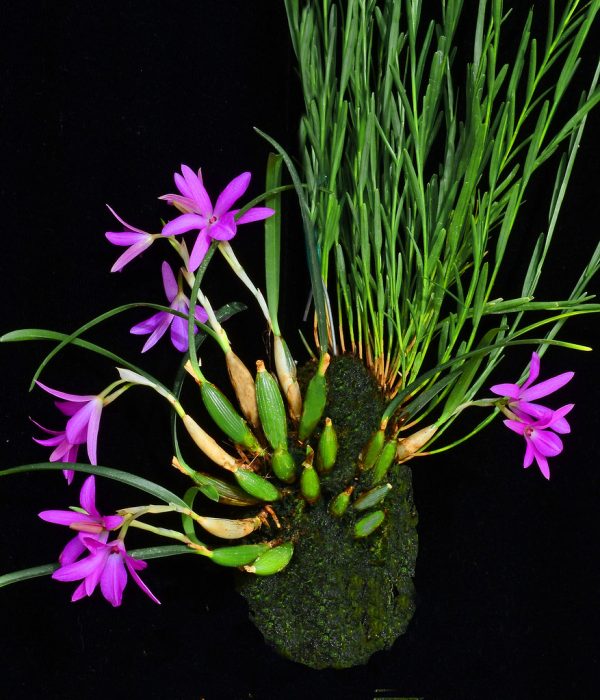 Sophronitella violacea