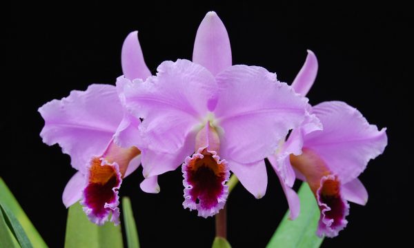 C. percivaliana "Summit" x C. percivaliana rubra "Corazon"