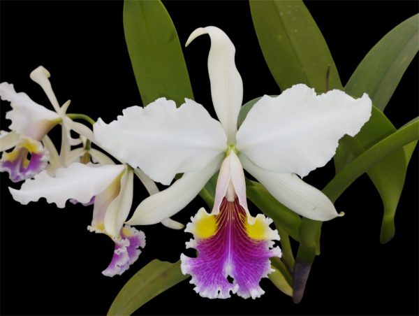 C. Hardyana semi alba x self