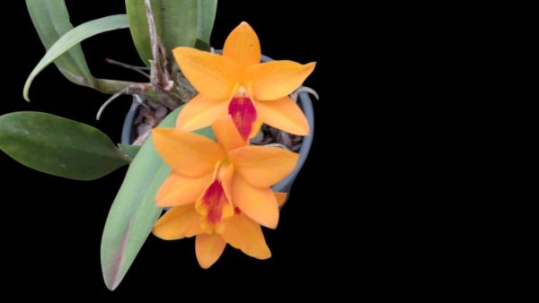 Rth. Sunny Harmony "Wenzel"