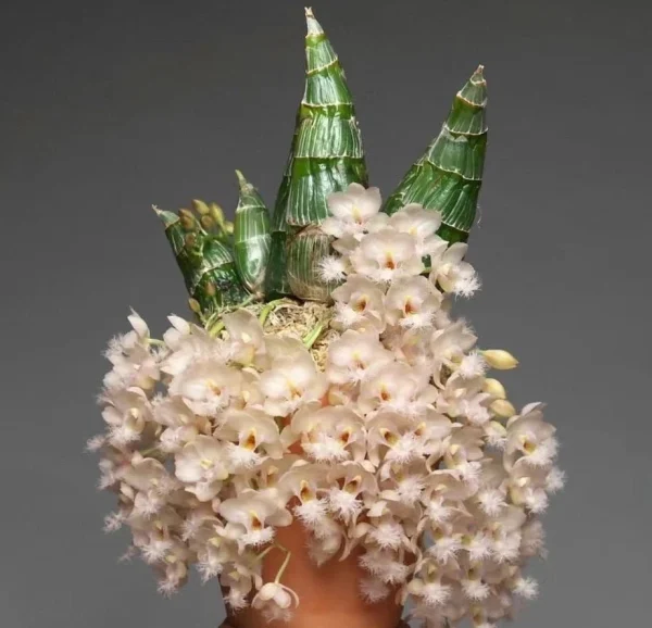 Cl. Rebecca Northen 'Mikabi'