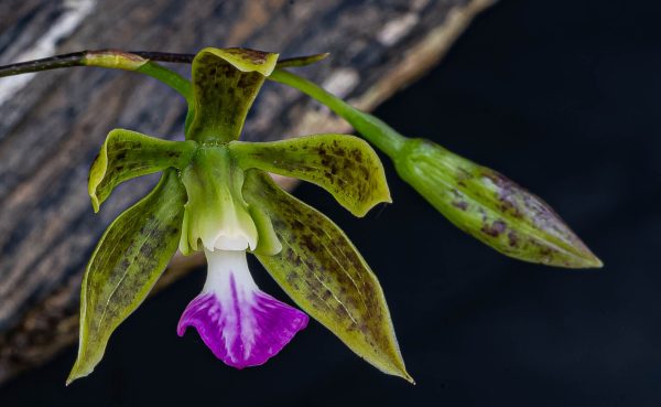 Encyclia bracteata